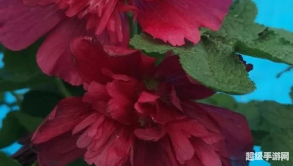 血瓣花苗