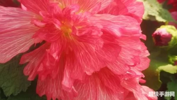 血瓣花苗