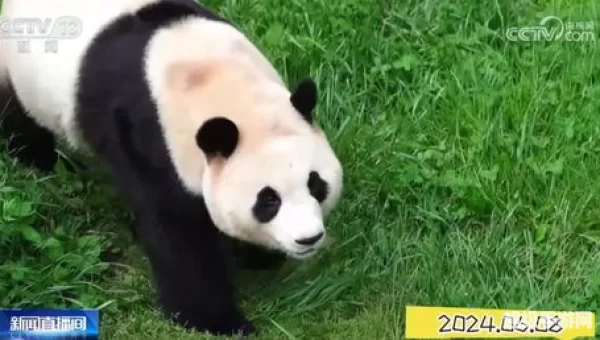 被称为耕地中的大熊猫的是